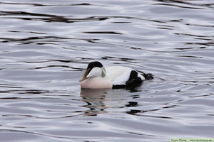 Thumbnail Image 1